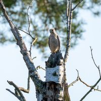 Turmfalke (Falco tinnunculus)