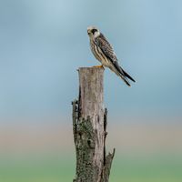 Rotfußfalke (Falco vespertinus)