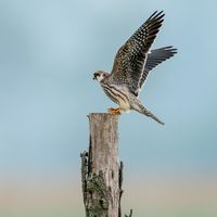 Rotfußfalke (Falco vespertinus)